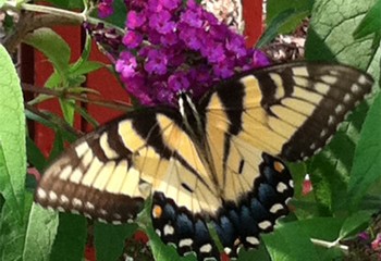 CHOP Sea Garden Butterfly